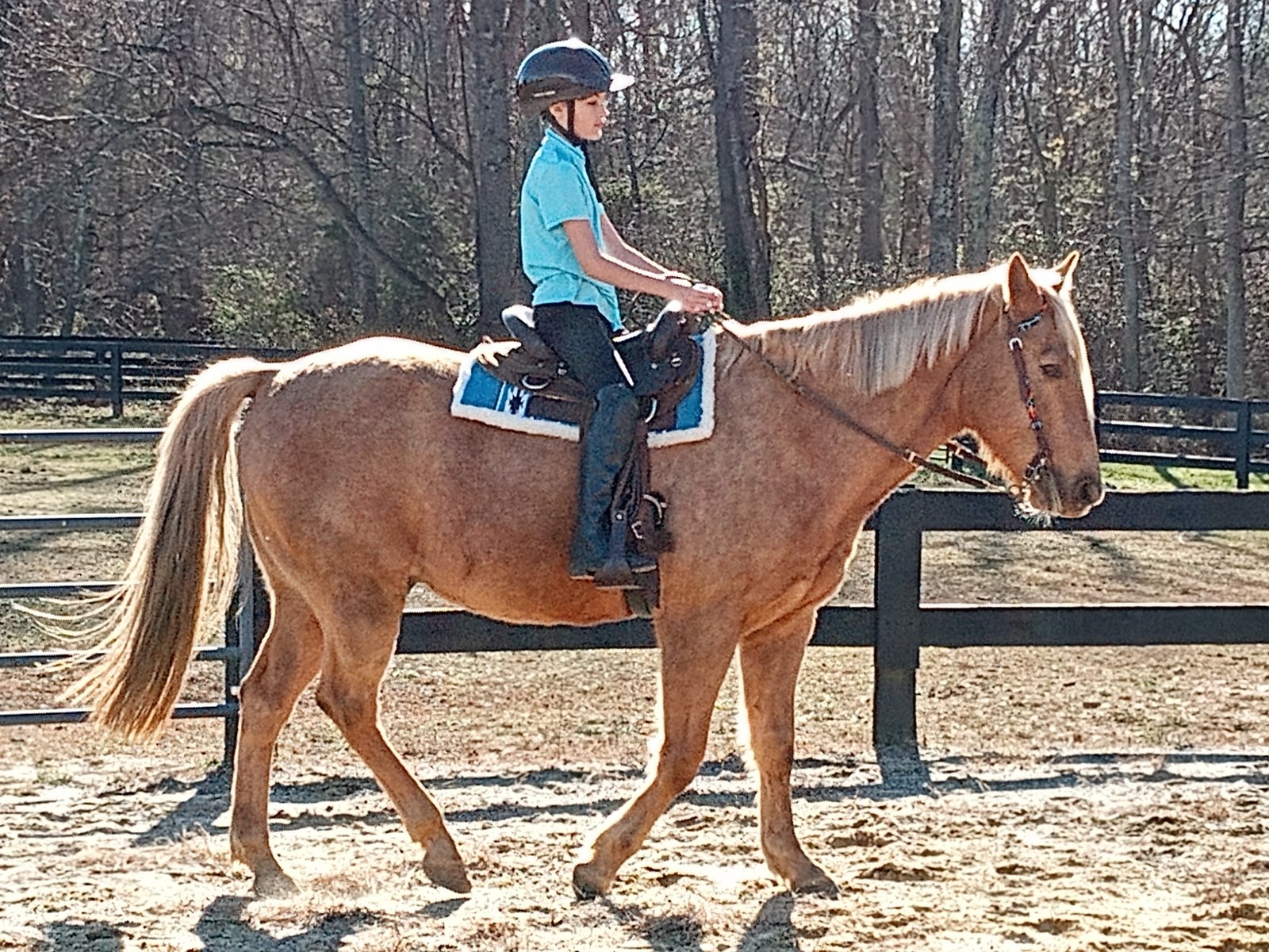 Rider walking palomino in arena