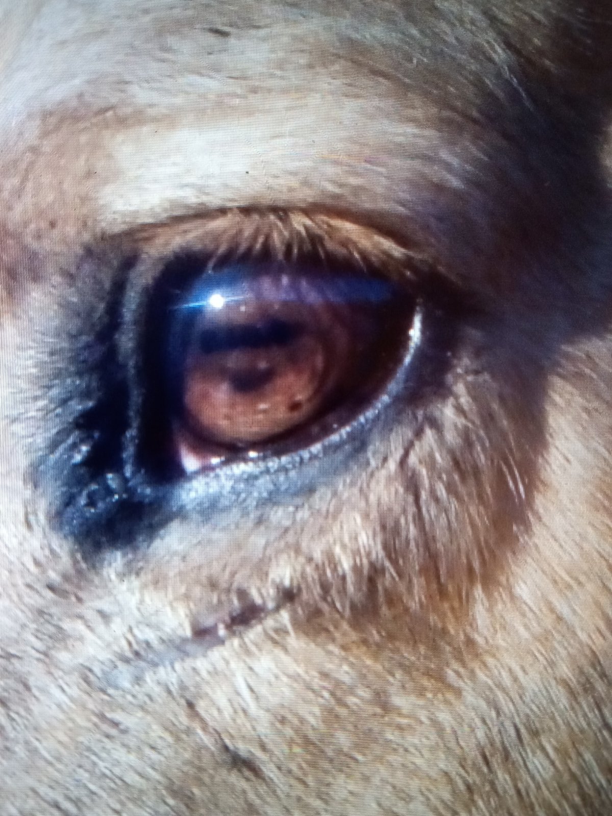 Close-up of a horse's eye