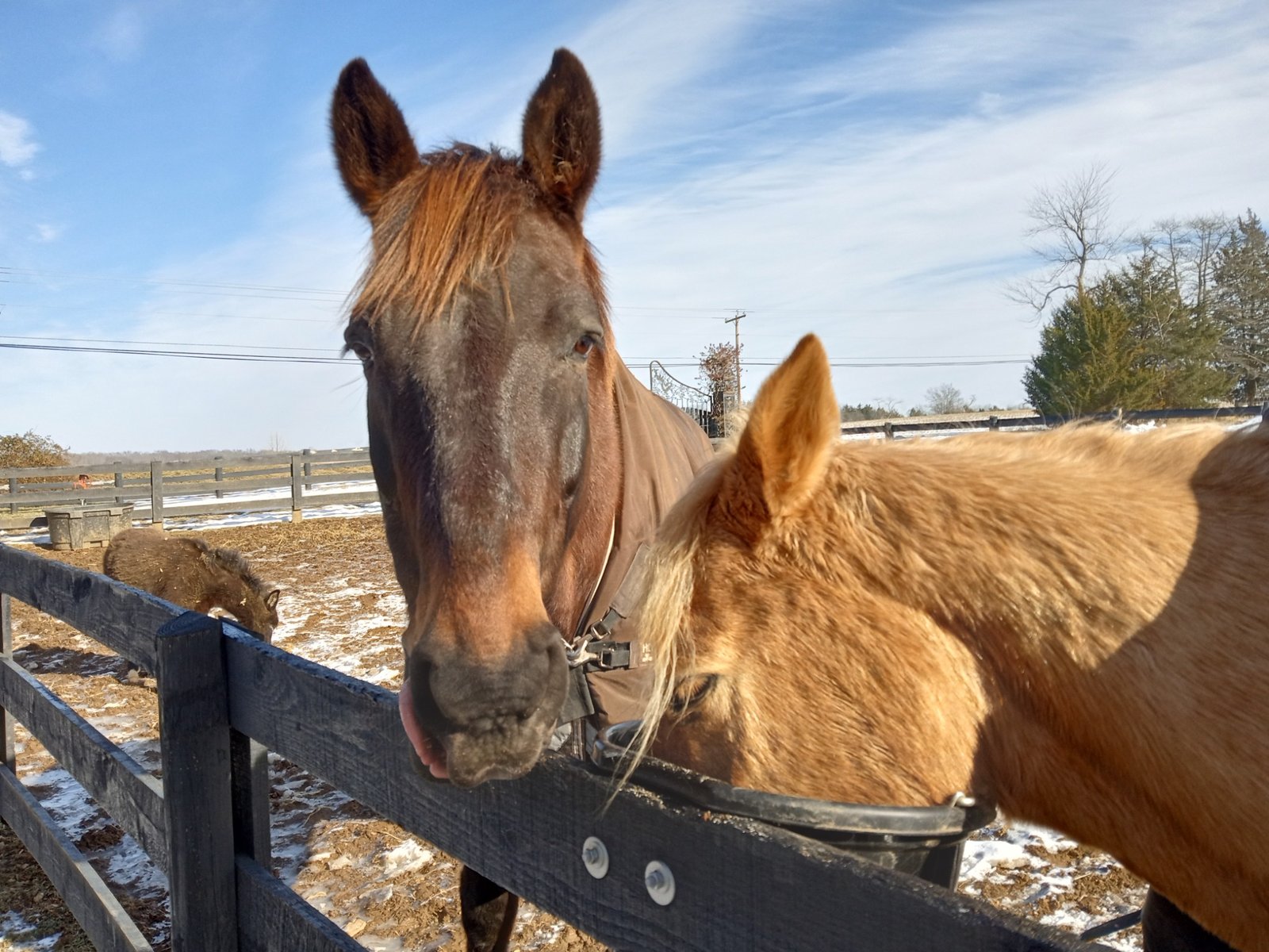 Two horses at winter paddock fence